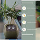 Smart Planter Endless Fun Over 49 Rich Expressions 7 Smart Sensors And AI Chips Make Raising Plants Easy And Fun